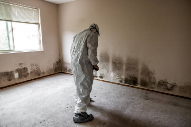 Best Environmental Consulting for Mold Prevention  in Greenfield, OH